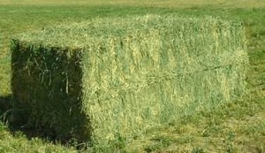 Hay Needed in Texas