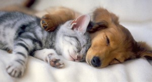 Cute puppies and kittens