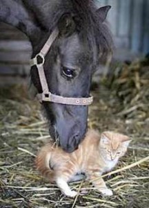 Horse and kitten