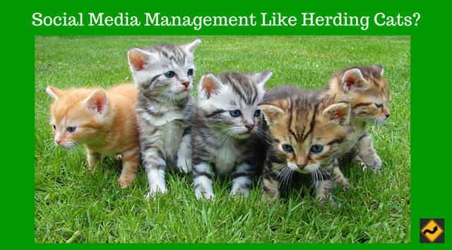 Social Media Management Like Herding Cats? Photo of colorful kittens playing on the grass